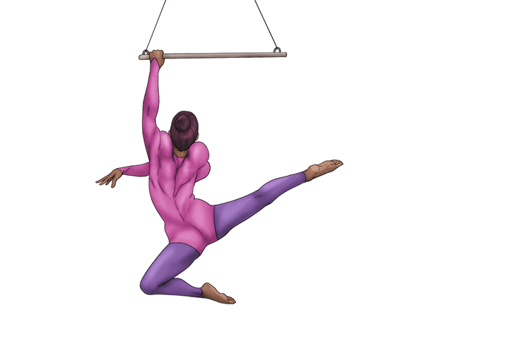 As trapeze artists, it's easy for us (trapezius) our body weight due to our large upper back muscles.